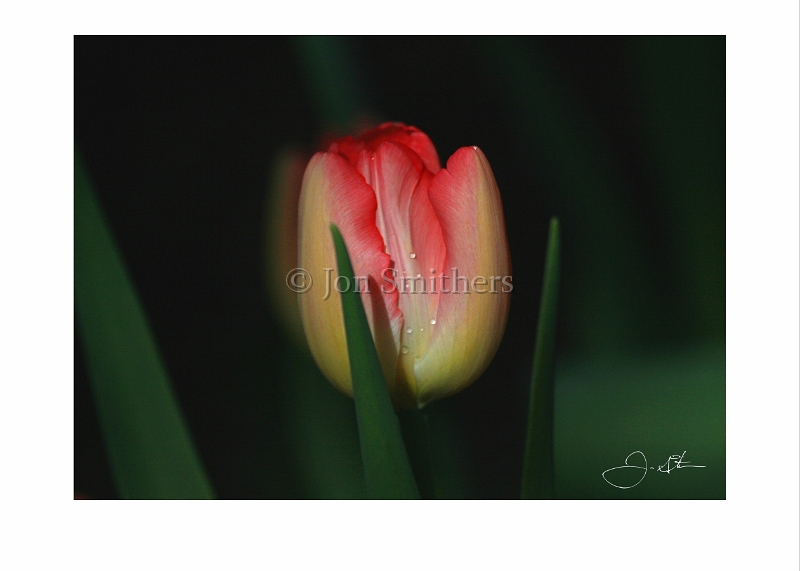 042406_7611 Early Morning Tulip.jpg